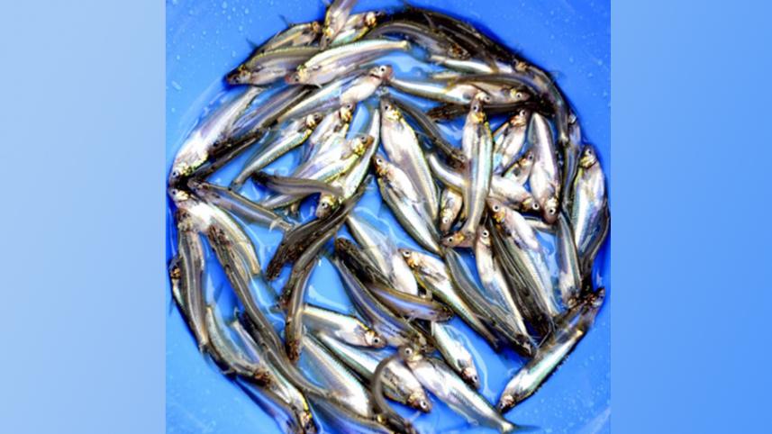 batashi fish.jpg