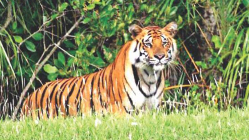 Bengal tiger