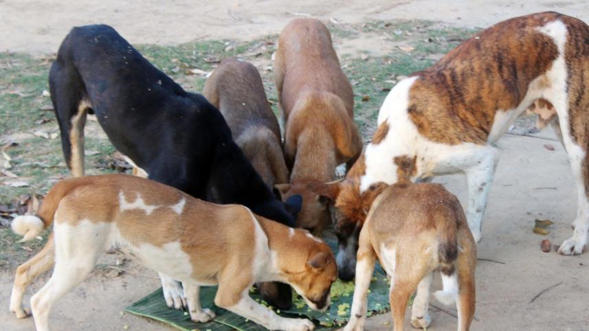 Dinajpur dog Bangal (1).jpg