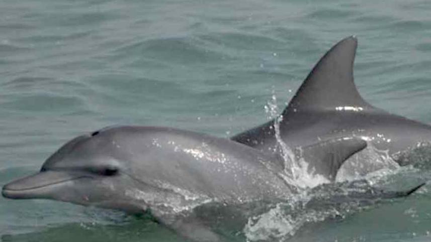dolphin