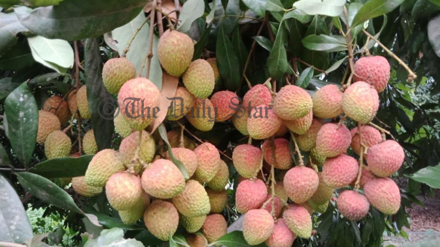 LICHI.jpg