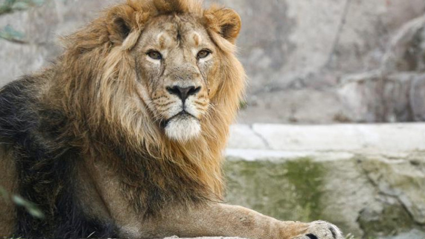 lion.jpg