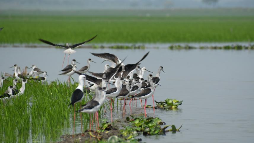 migratory bird.JPG