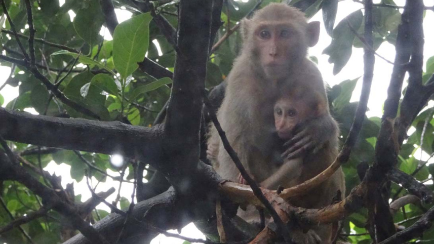 Monkey