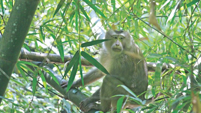 monkey_12.jpg