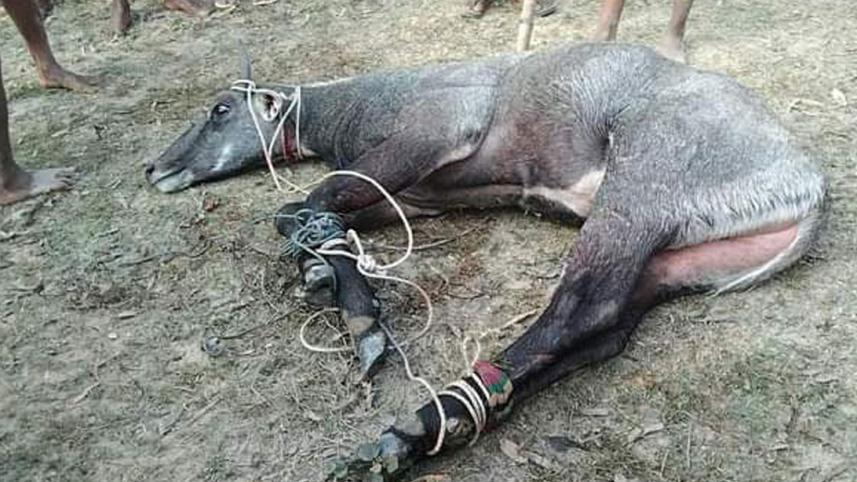Neelgai_24Feb21.jpg