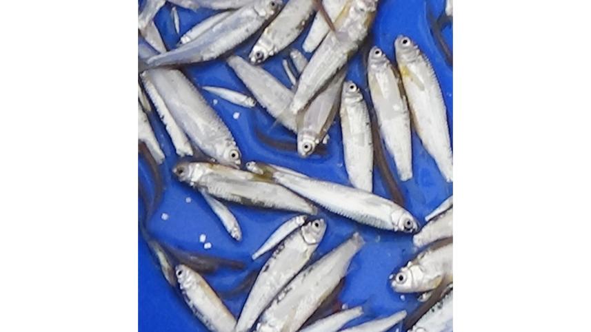 Piali fish.jpg
