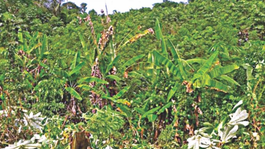 rainforest.jpg