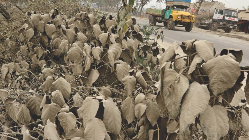 roadside vegetation