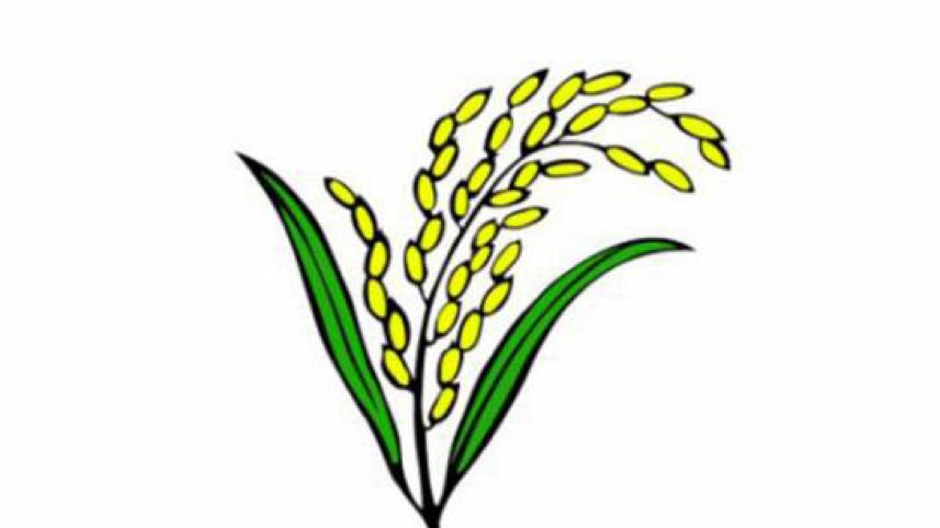 Sheaf of paddy