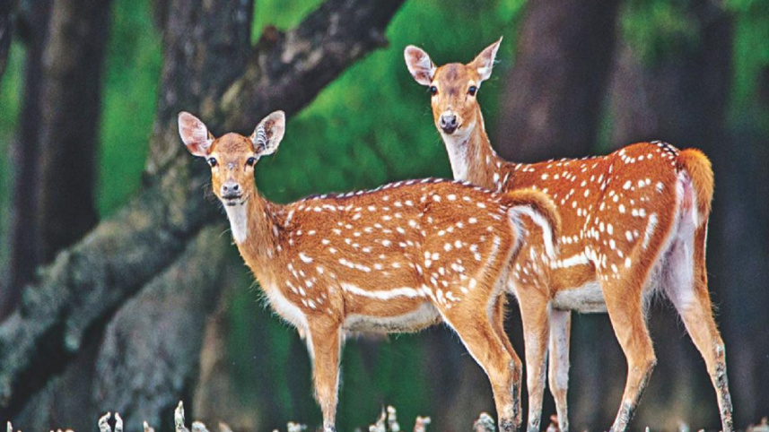 Sundarbans