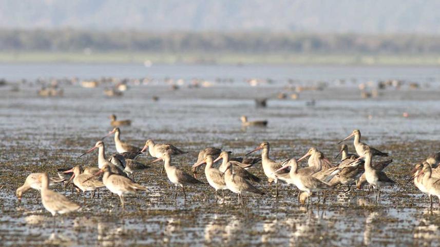 Sylhet-Wildbird-Monitoring-and-Research-Camp-2---Copy.jpg