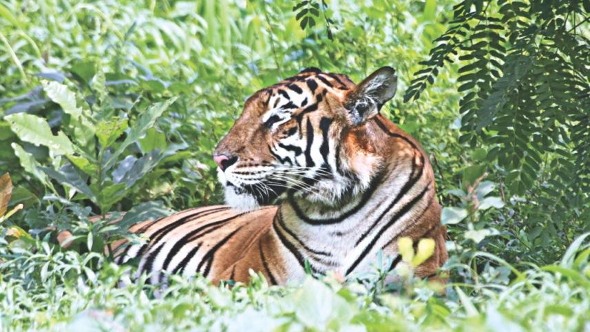 tiger_25.jpg