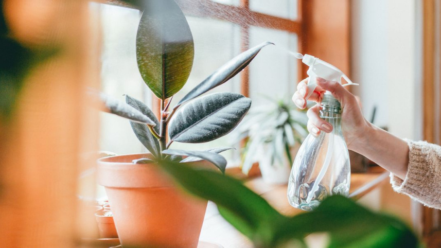woman-watering-houseplants-royalty-free-image-1616000139_.jpg