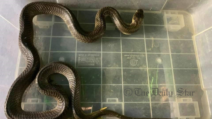 cobra.jpg