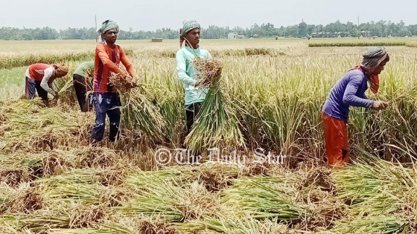 কৃষি