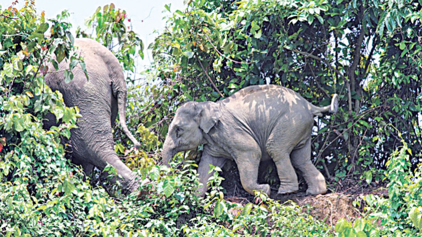 elephant.jpg
