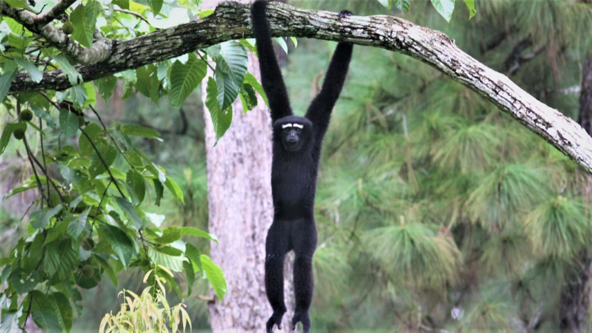 gibbon_1.jpg