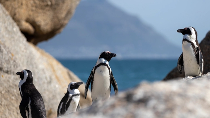 penguin.jpg