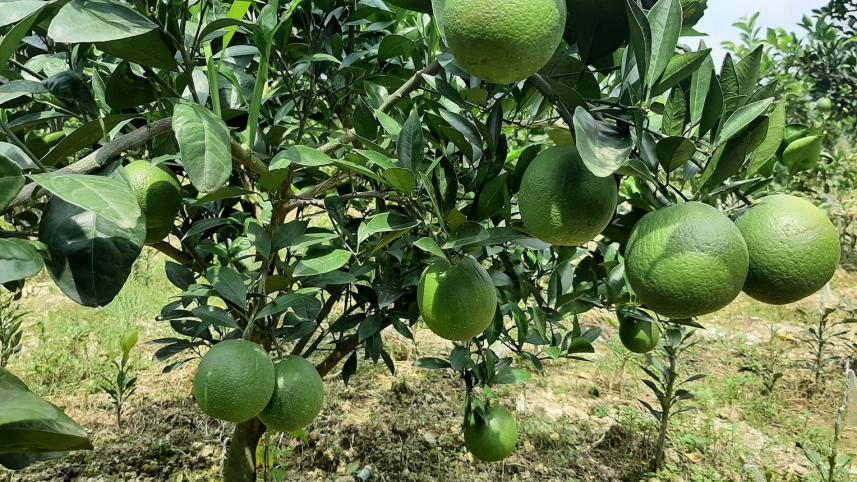 malta_orchard.jpg