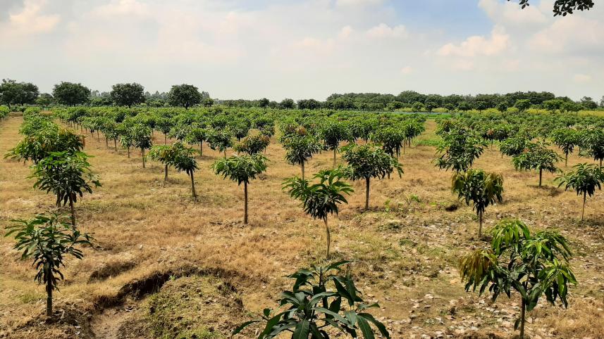 mango_orchard.jpg