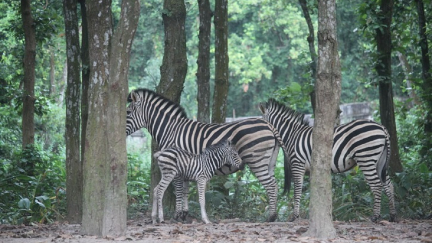 gazipur_saaphaari-paarke-jebraa_chbi_1.jpeg