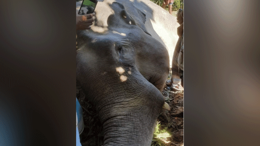elephant.gif