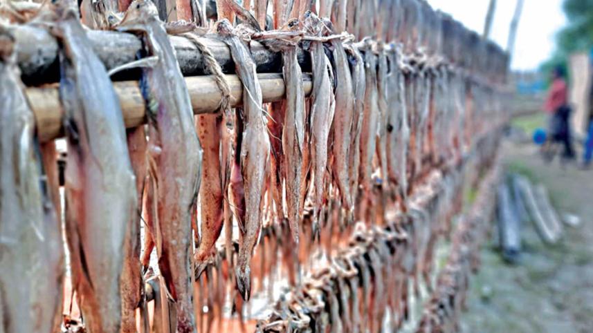 dry_fish_16nov21.jpg