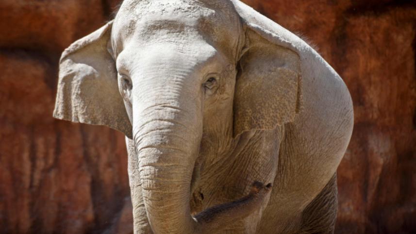 elephant