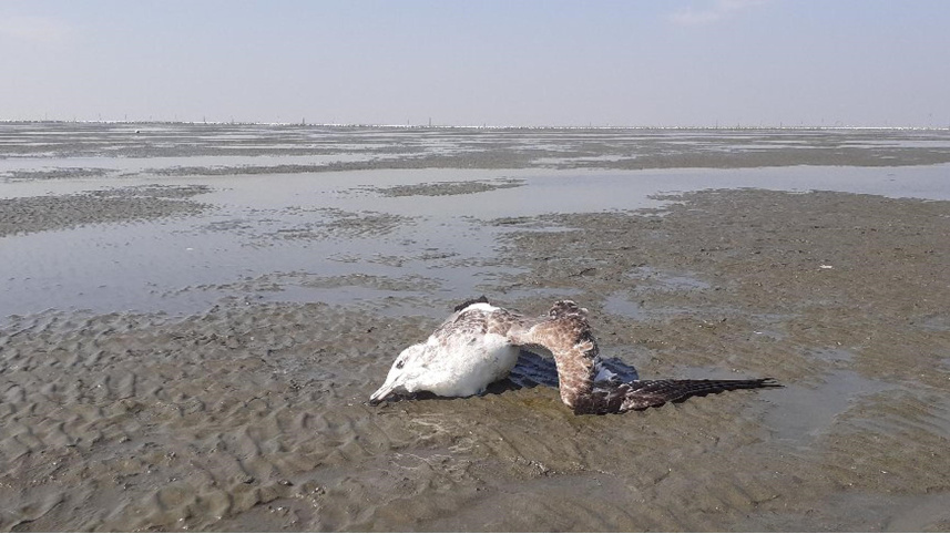 patuakhali_pic_2.jpg