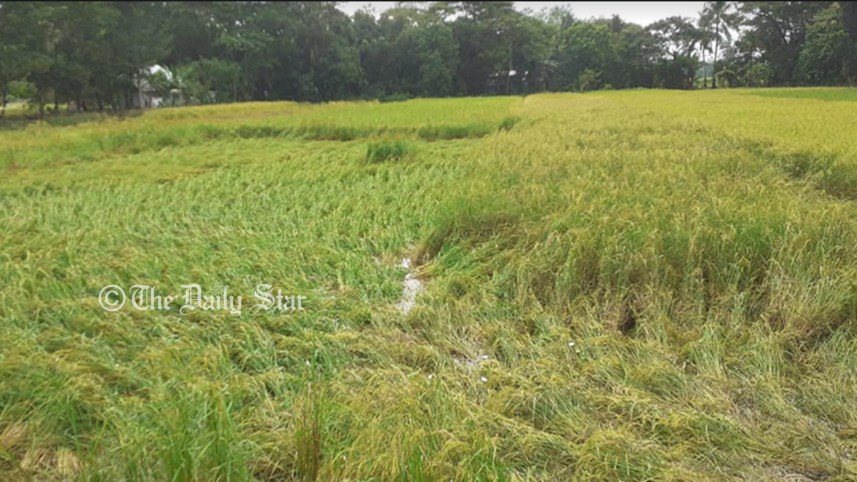 patuakhali.jpg