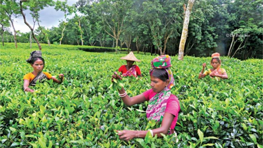 tea garden
