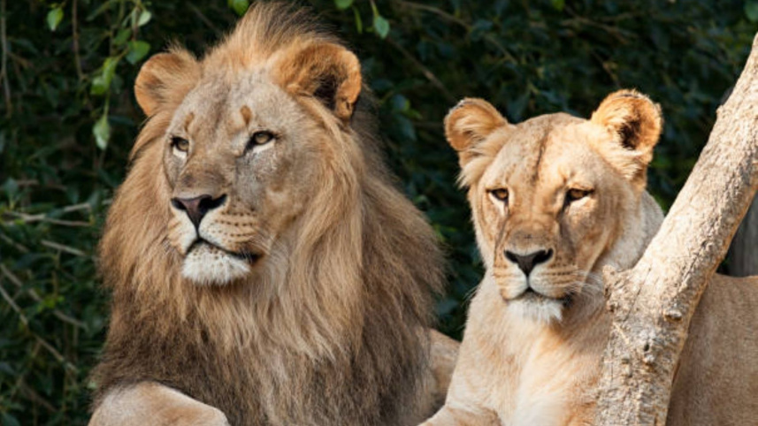 lion