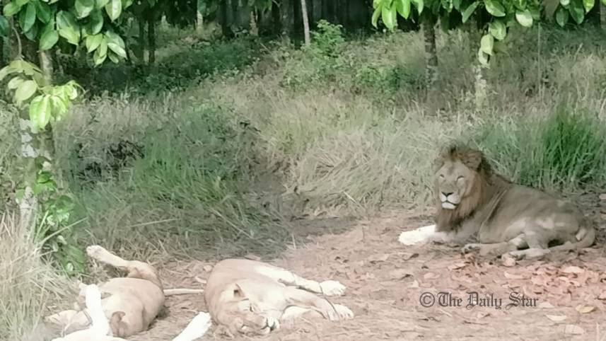lion 