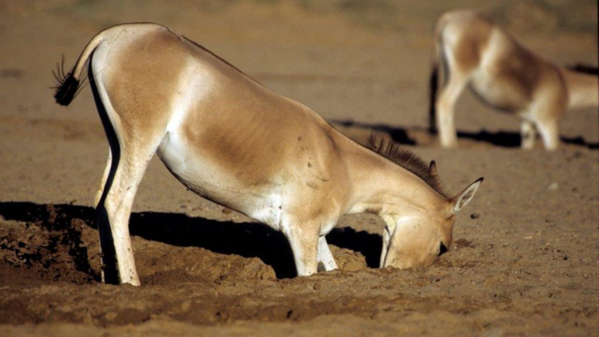 042921_jl_donkey_feat-1030x580.jpg
