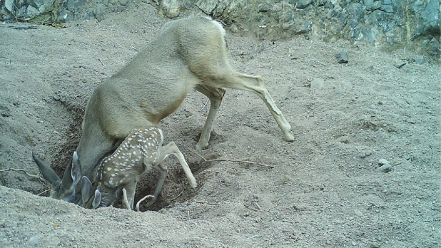 042921_jl_donkey_inline1.jpg