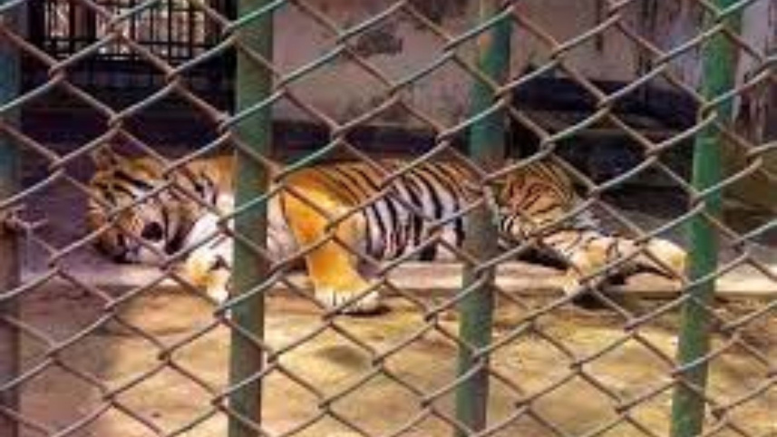 tiger