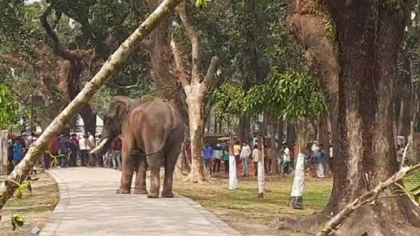 elephant.jpg