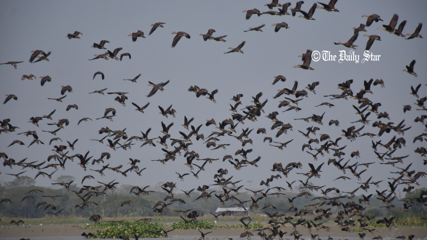 pakhi_1.jpg