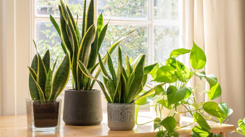 common-houseplants-to-grow-1641843117.jpeg