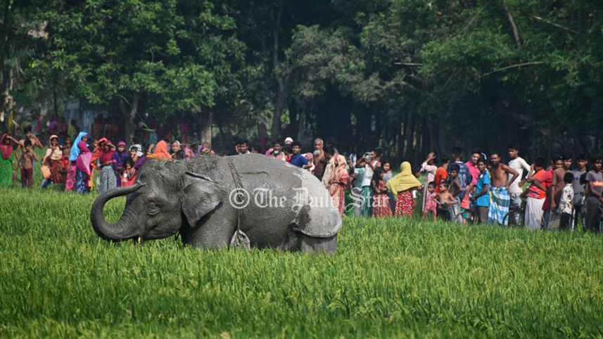 elephant1.jpg