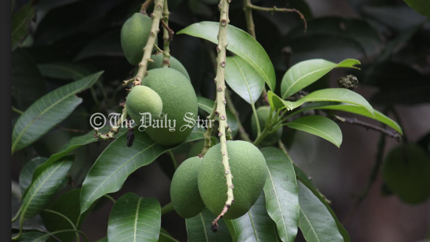 mango.jpg