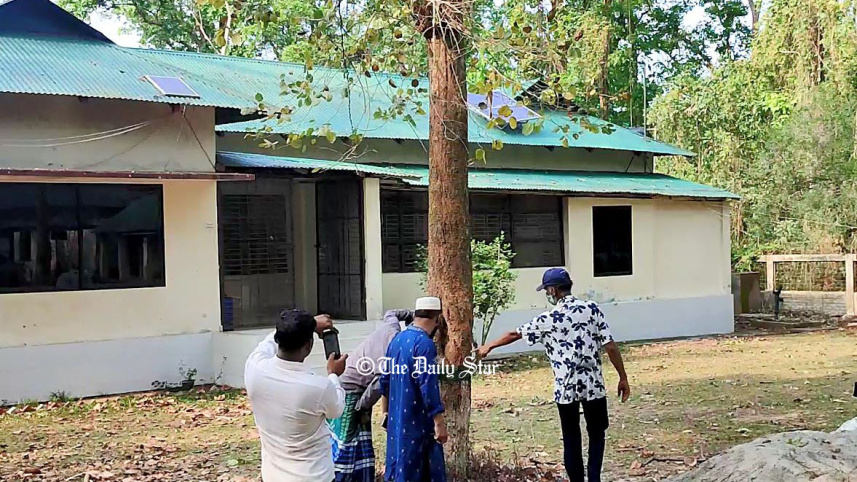 red_sandalwood_tree_2.jpg