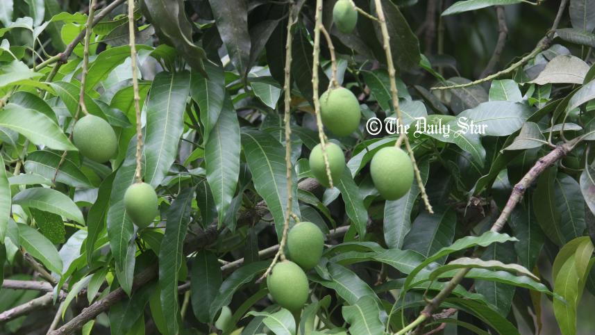 mango-1.jpg