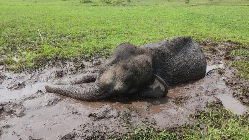 elephant_quicksand.jpg