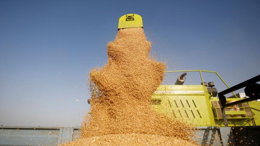 wheat.jpg