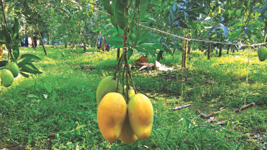 mango_13.jpg