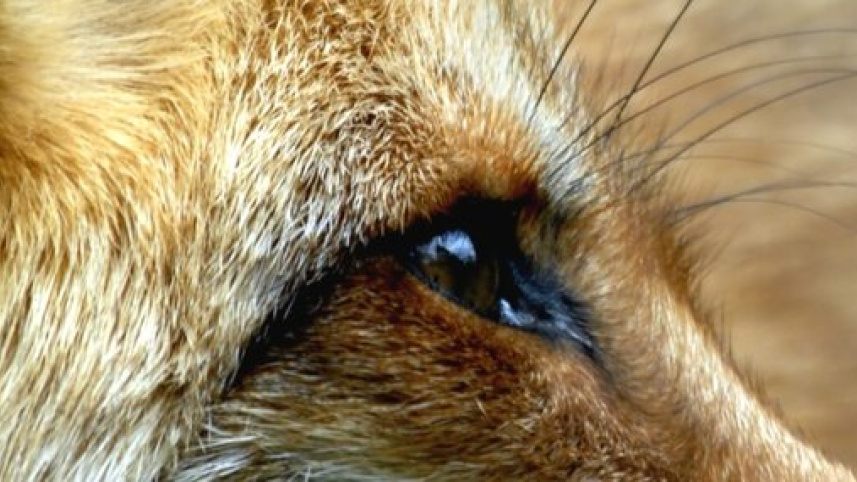 fur-alternative-poster.jpg