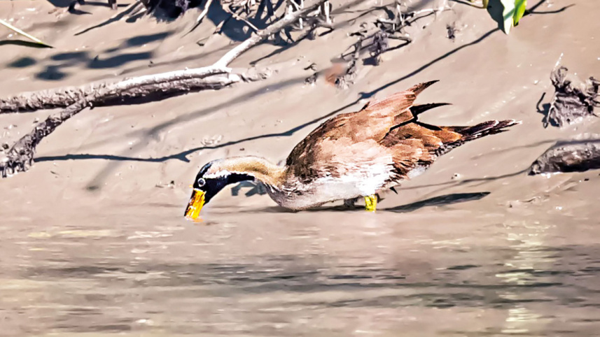 sundarbans-6.jpg
