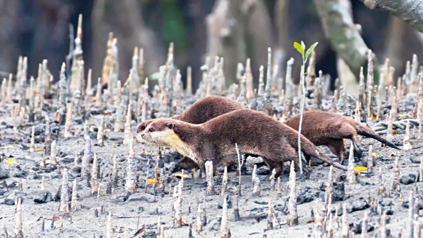 sundarbans-7.jpg